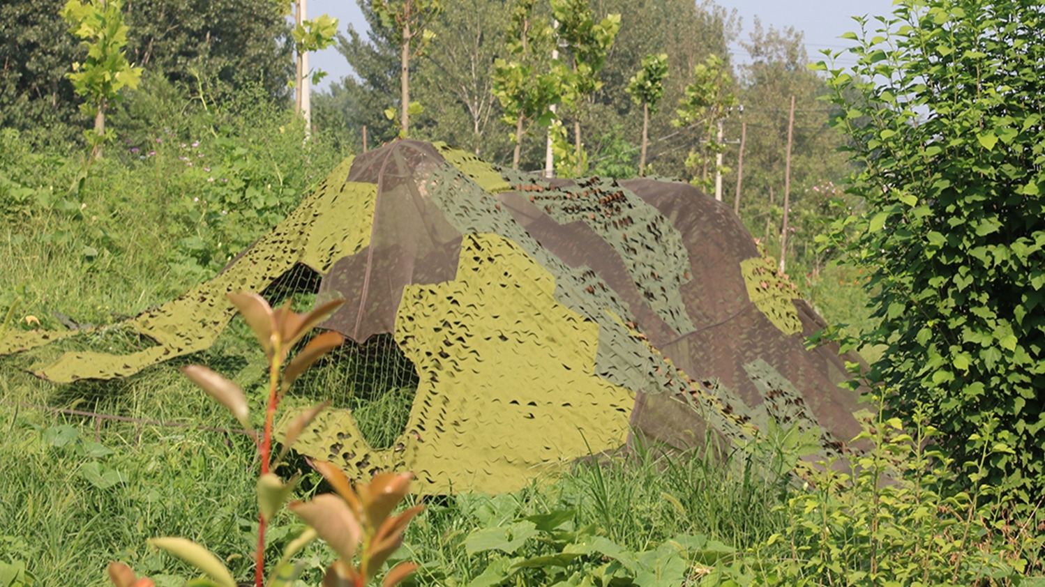 aa